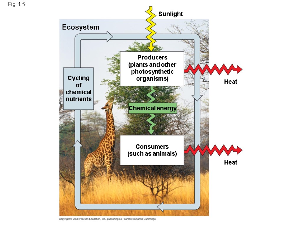 Fig. 1-5 Sunlight Ecosystem Heat Heat Cycling of chemical nutrients Producers (plants and other